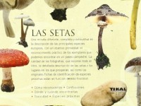 Las Setas (Enciclopedia Universal) 2 Las Setas (Enciclopedia Universal) 5