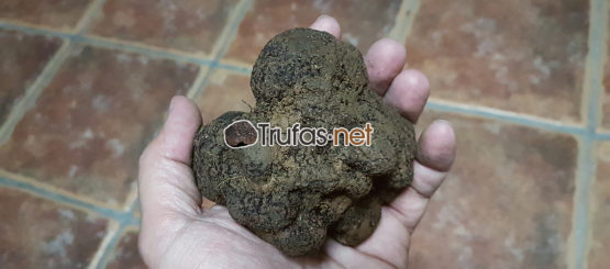 Donde comprar trufas? - Trufas.net trufas.net